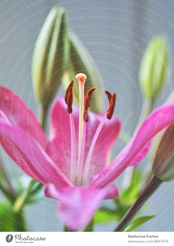 Lily in pink flowers Nature Plant Flower Blossom Spring Colour photo pretty Close-up naturally Blossom leave Macro (Extreme close-up) Fresh Detail Pink White