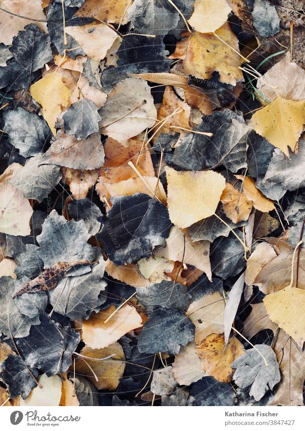 leaves in black brown yellow Autumn Autumn leaves Leaf Autumnal Autumnal colours Nature Colour photo Exterior shot Deserted Early fall Day Tree Autumnal weather