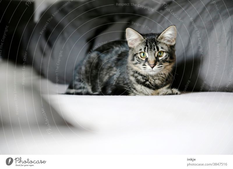 The cat lies on the mattress Colour photo Subdued colour Interior shot Close-up Bed at home Day Contrast Gray mackerelled Cat kitten cat portrait Kitten