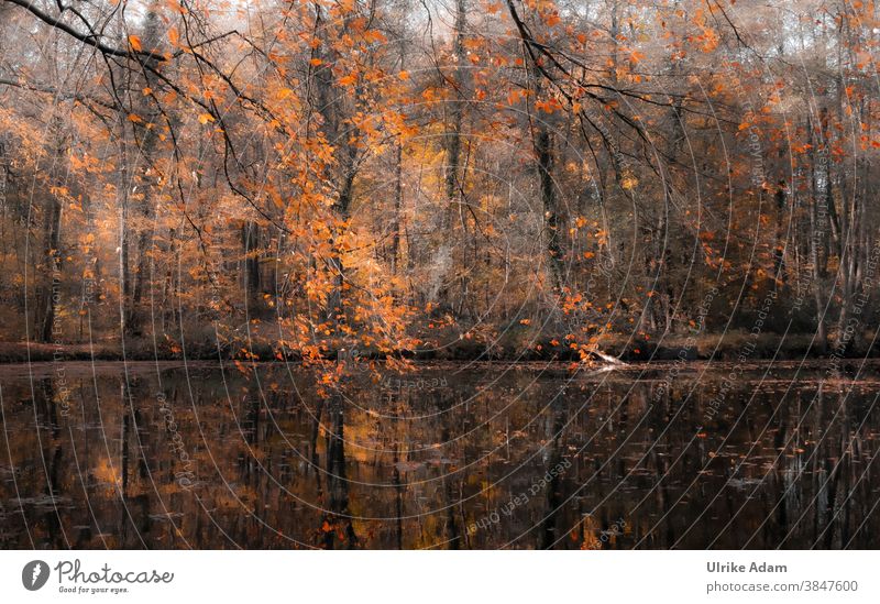 Autumn at the lake Leaf Tree Nature Branch Exterior shot Red Lake Pond reflection Water autumn colours Autumnal Automn wood Autumnal colours Deserted