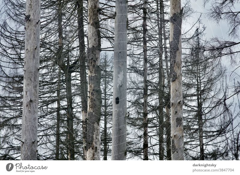 Dead forest of dead spruces with fallen bark Bird Aves trees bush pinus Stone pine Sky Summer Spring Death of a tree Virgin forest cataclysm Climate change Life