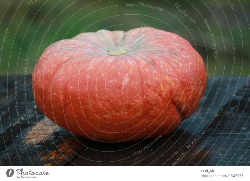 An orange pumpkin lies on a wooden table outside on an autumn day on a green background.  Rustic background for Thanksgiving Day and Halloween. Still life with orange pumpkin.