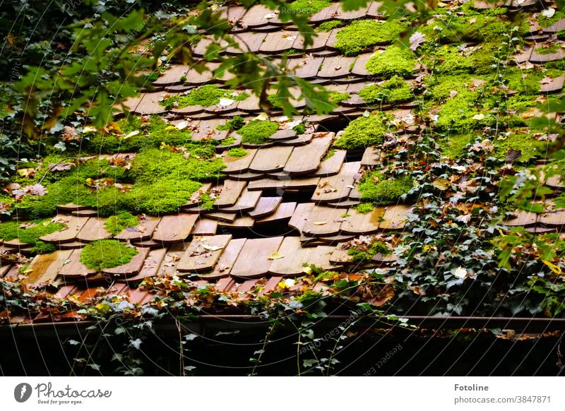 Green, green, green are all my colors, green, green, green is all I got... - or the roof of a lost place, where tiles are already missing and nature reclaims its space.