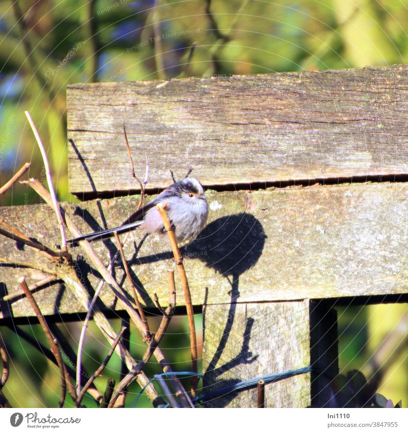 Tail tit with shadow image Long-tailed Tit Bird songbird Sunbathing spherical Diminutive Small Tit mouse Aegithalos caudatus Garden Shadow image Pérgola