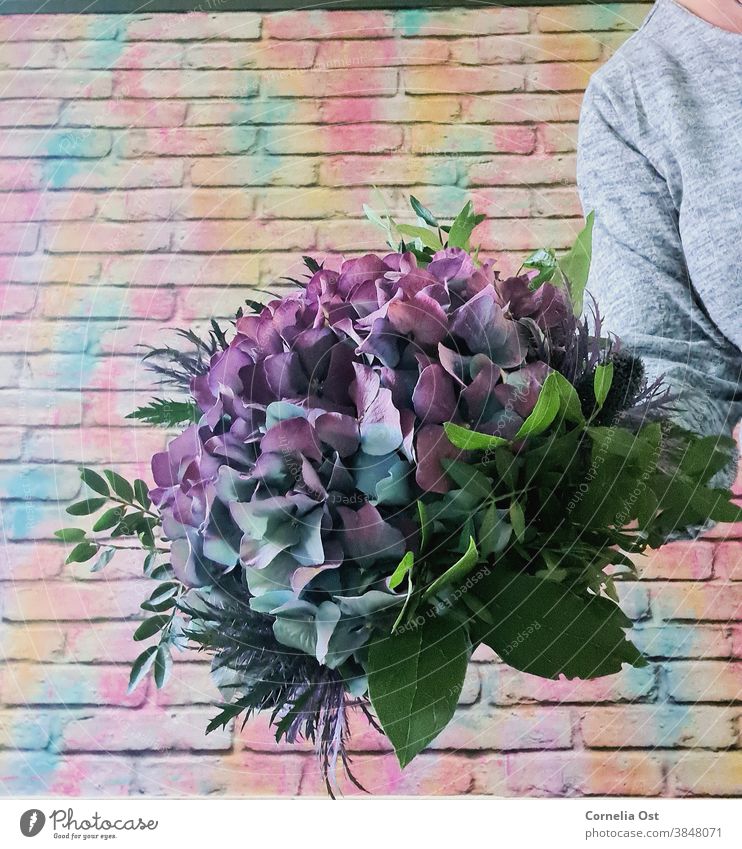 Large hydrangea blossom tied into a bouquet Flower Nature Blossom Plant Close-up Detail Colour photo Blossoming Violet Shallow depth of field Bouquet Fragrance