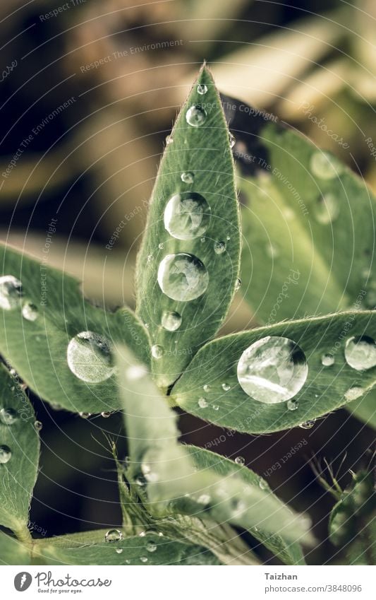 green grass with water drops close-up leaf background lawn growth rain sun wet bokeh bright dew freshness macro meadow nature closeup environment garden morning