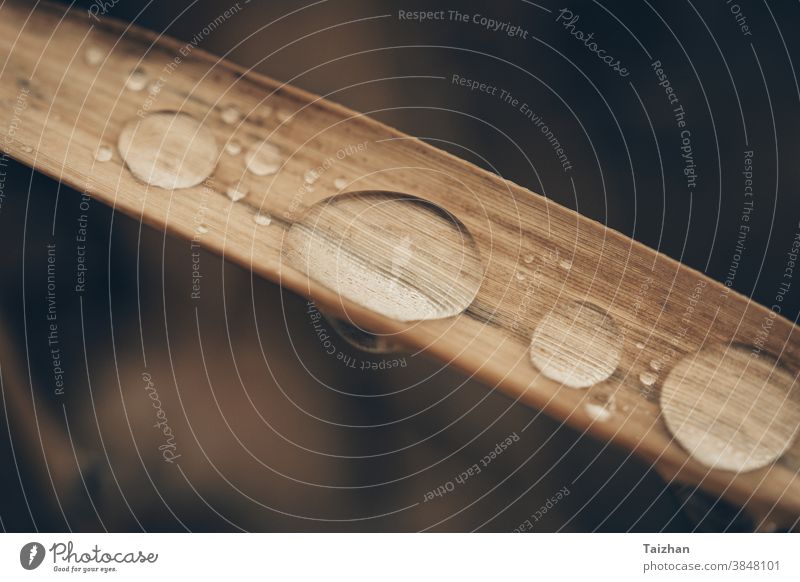 Nature background concept. Drops of rain on dry grass.  Soft focus , dramatic light backgrounds group magnification symbols metaphors ornamental refraction