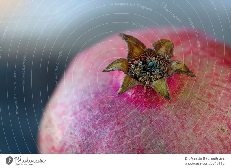 Pomegranate, details with calyxes and stamens, sky Tip of the calyx pseudo-fruit Fruit plan shell fungus fungal infestation