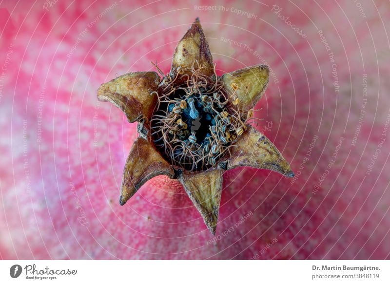 Pomegranate, details with calyxes and stamens Tip of the calyx pseudo-fruit Fruit plan shell fungus fungal infestation