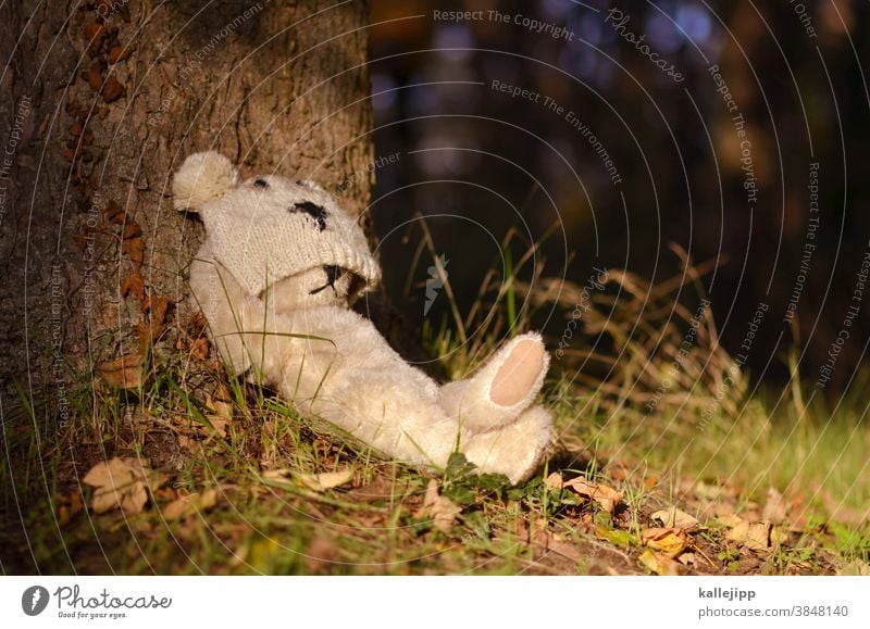 chill mal donald Teddy bear teddy Bear Toys Brown Cuddly toy Infancy Sit Day Colour photo Loneliness Playing Nature Tree Sleep bearlin Animal To hibernate