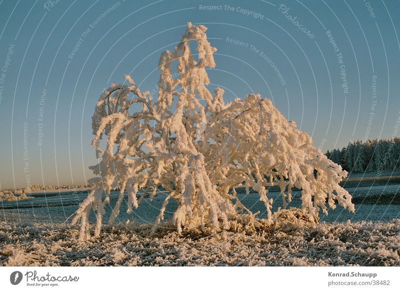 Icy splendour Winter Bushes Cold Hoar frost Snow