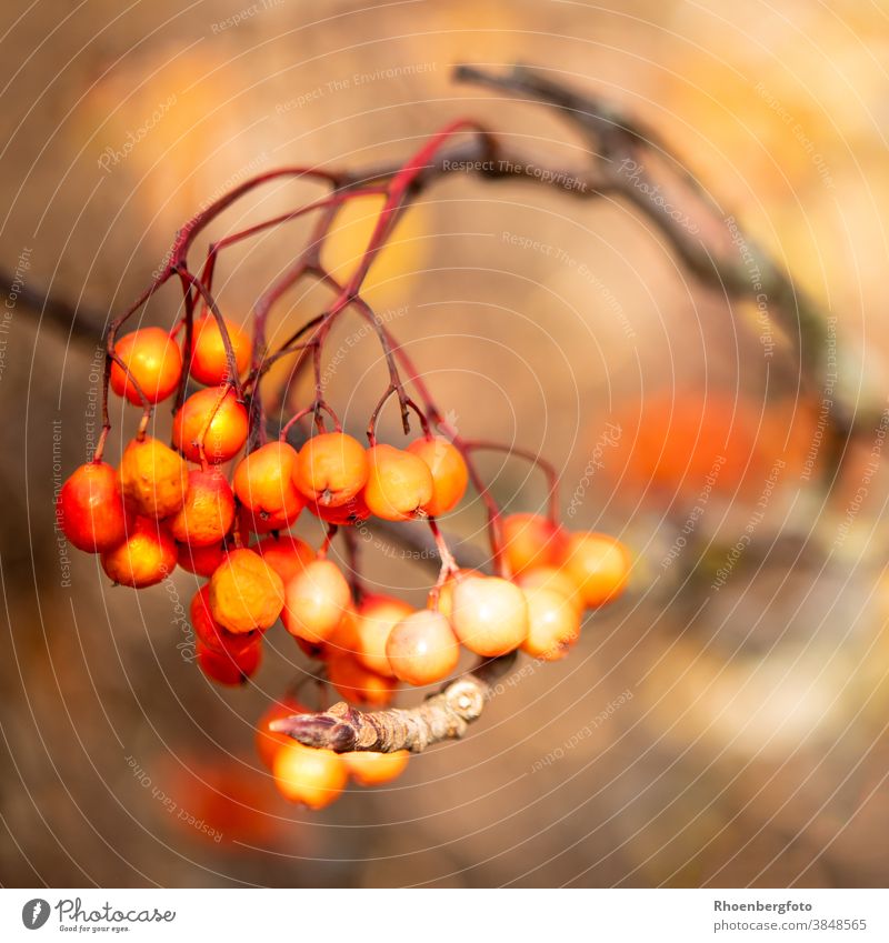 Fruits of rowan, also called rowan berries, on a branch in late autumn Rawanberry Mountain ash fruits Tree Twig venomously Edible Pick Mature Autumn Plant woody