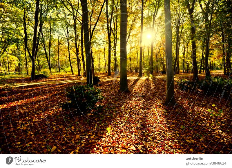 Large zoo in autumn Tree Berlin Dazzle bush jungles Back-light large zoo Green Autumn Autumn leaves Foliage colouring Park Sun city park trunk Berlin zoo Forest