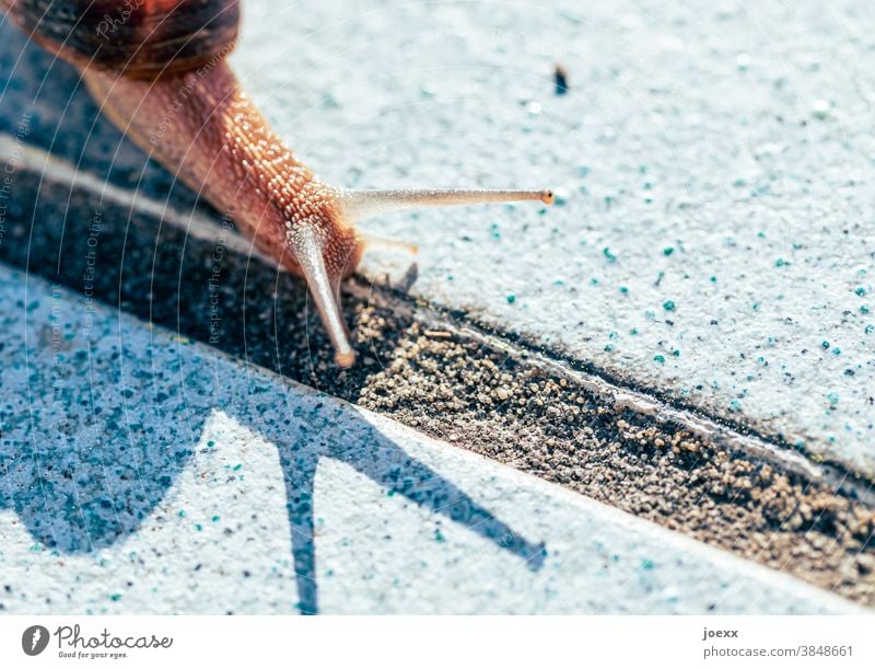 Patience is required as the snail makes its way. Crumpet escargot tiles Eyes Feeler Slowly sluggishness Seam Shadow Light daylight Close-up Snail shell Animal