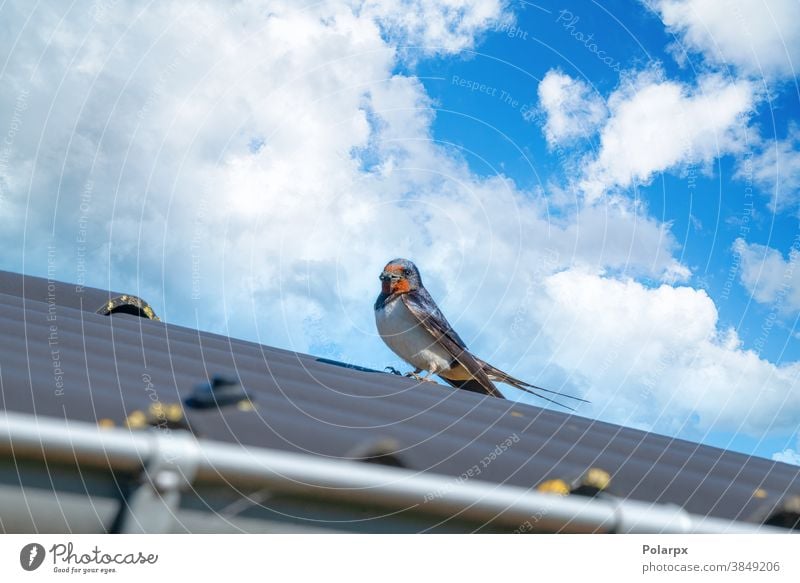 Adult swallow bird on a roof in the summer feeding beak feather fauna day adult swallow swallow migration birds feathers hunting park outdoor colorful bromsash