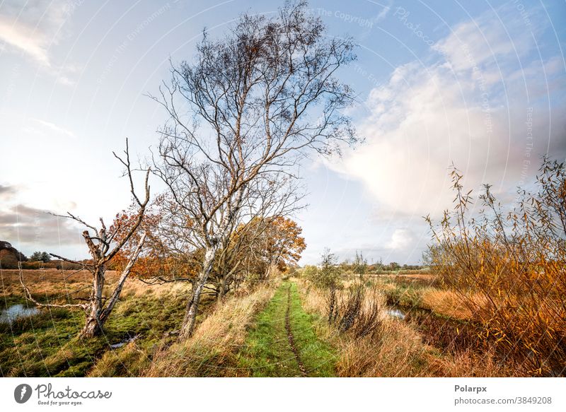 Nature trail in a wetland area fall countryside way colorful beauty rock trip path landmark trekking trees hiking trail adventure dirt idyllic october europe