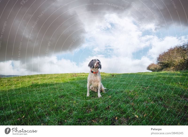 English springer spaniel on a green field cloudy face ears spaniels guard cute sport cocker outdoors canine meadow friendly summer rural retriever season doggy