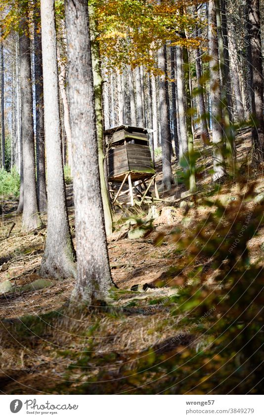 A high stand for hunters stands among spruces and deciduous trees in the autumnal mountain forest high level Hunting Blind Jägerhochsitz Forest Automn wood