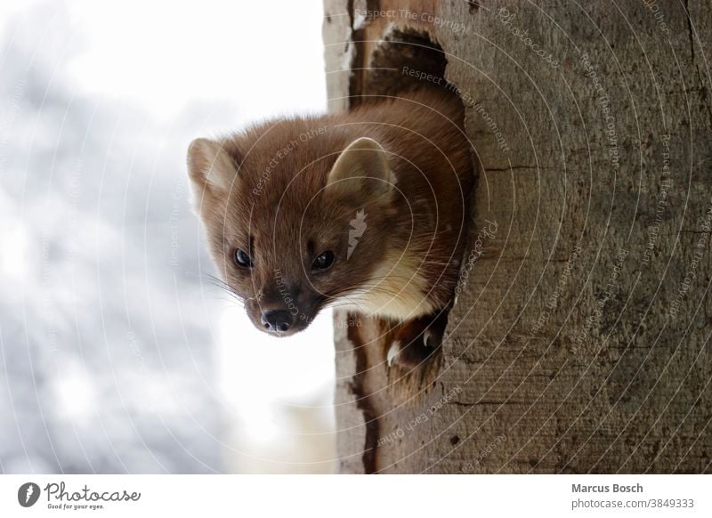 Baummarder, Martes martes, European pine marten Brustfleck Edelmarder European Pine Marten Hoehlenbewohner Kopf Krallen Marder Mrtes martes Raeuber Raubtier