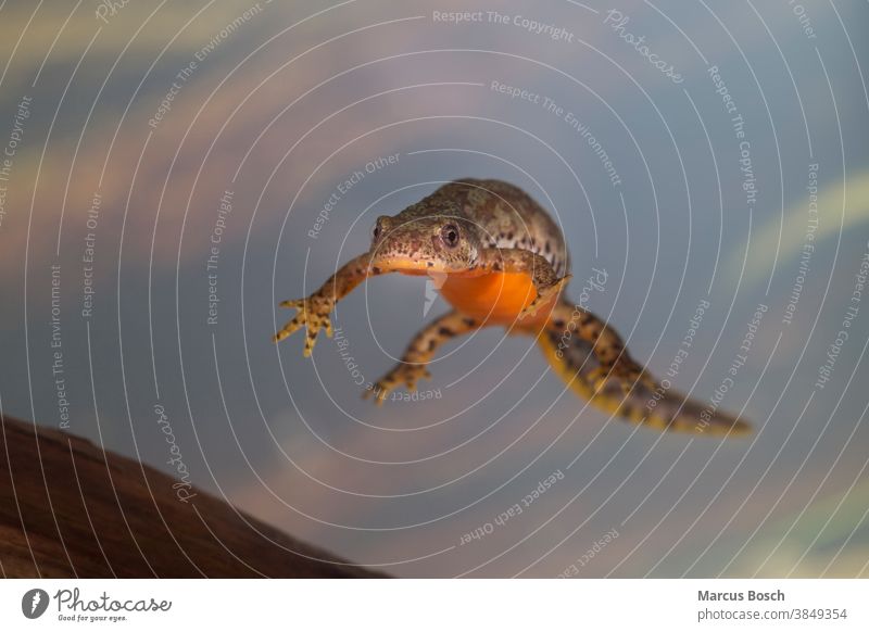 Alpine newt, Triturus alpestris, alpine newt mating dress Ichthyosaura Ichthyosaura alpestris Mesotriton alpestris gorgeous dress alpine triturus water costume