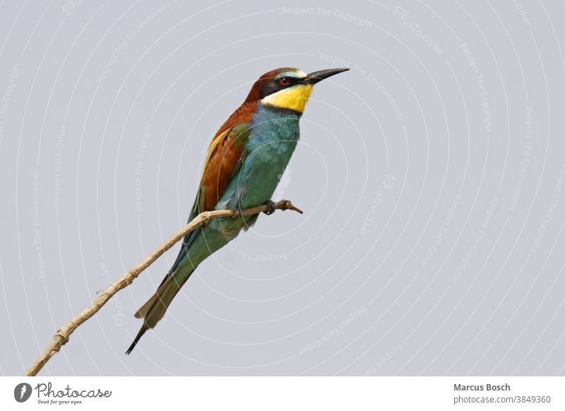 Bienenfresser, Merops apiaster, European bee-eater Alcediniformes Ausschau Baum Bee eater European Bee-eater Himmel Meropidae Ornithologie Singvogel Singvoegel