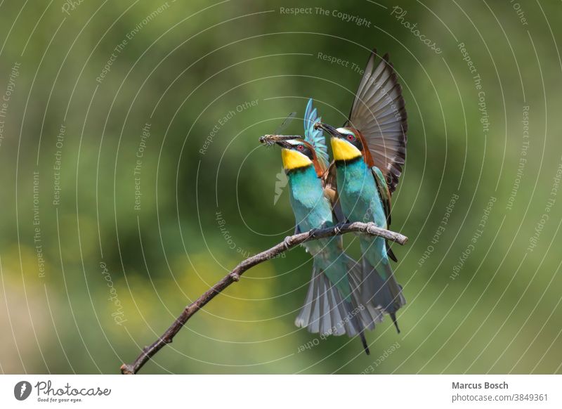 Bienenfresser, Merops apiaster, European bee-eater 2 Bee eater Beuteuebergabe Brautgeschenk European Bee-eater Futter Geschenk Insekt Libelle Partner