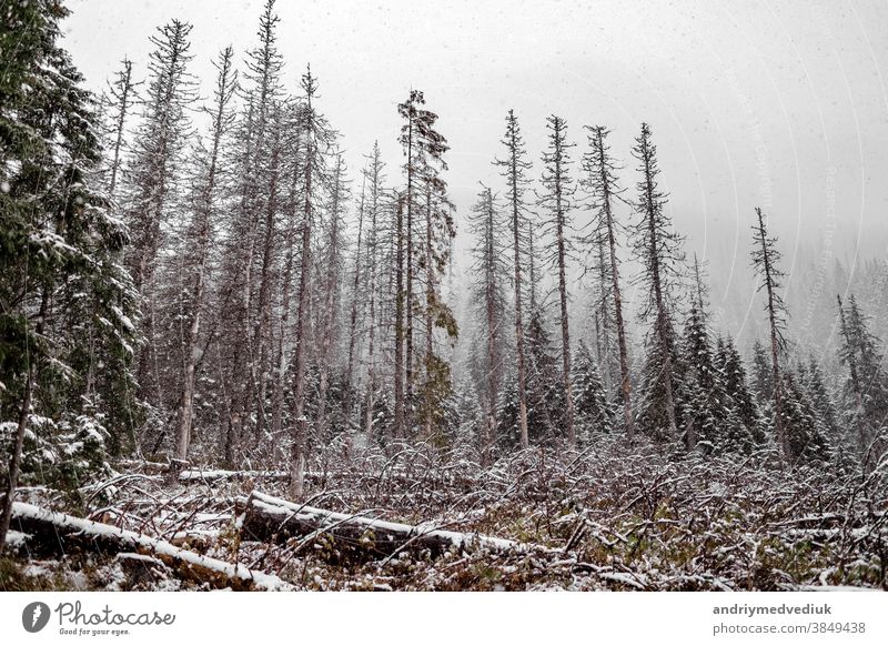 Landscape snow trees and felled trees forest in winter. mountains in the background. Morske Oko, Poland nature scene landscape white happy new rural beauty