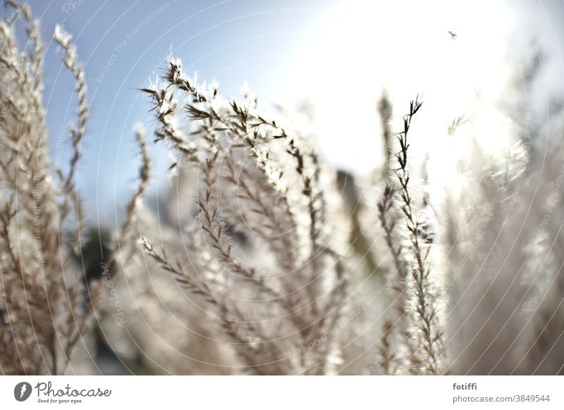 light as a feather, autumnal garden splendour Ease plants Shriveled Autumn pussy Nature Deserted Exterior shot Close-up blurriness Back-light Autumnal Dry Day