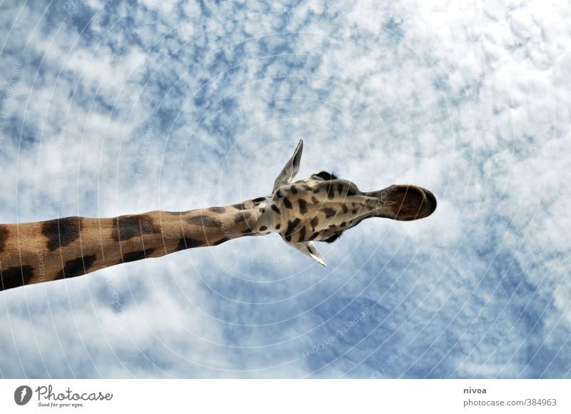 hansguckindieluft Animal Sky Clouds Weather Beautiful weather Zoo Giraffe 1 Esthetic Athletic Exotic Friendliness Gigantic Large Long Brown Love of animals