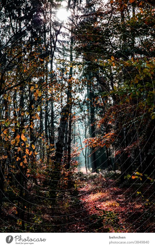 Autumn (t) Automn wood Sunbeam Sunlight Contrast Light Exterior shot Colour photo pretty Fantastic Forest Bushes Leaf Tree Plant Landscape Nature Environment