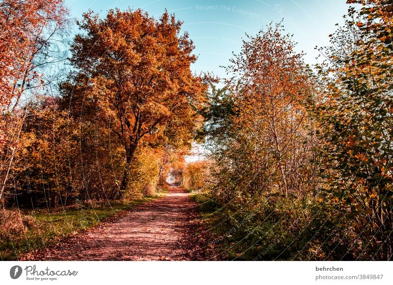 autumn love Sunlight Contrast Light Exterior shot Colour photo Footpath pretty Fantastic Forest Bushes Leaf Tree Plant Autumn Landscape Nature Environment