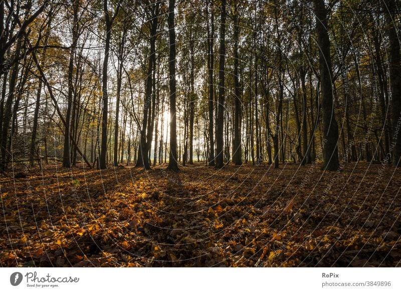 Golden leaves in a forest against the light. Forest Sun Autumn Landscape off path oaks Avenue off the beaten track Nature forest path Season Weather landscape