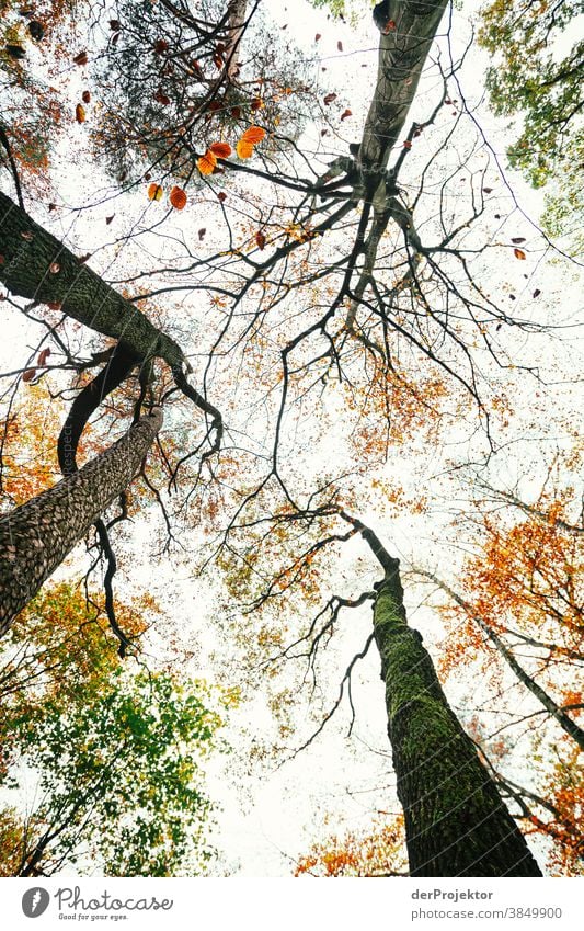 View into the treetops of the Tegeler Forst Landscape Trip Nature Environment Hiking Sightseeing Plant Autumn Beautiful weather Tree Forest Acceptance Trust