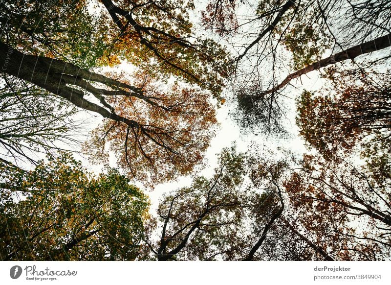 View into the treetops of the Tegeler Forst Landscape Trip Nature Environment Hiking Sightseeing Plant Autumn Beautiful weather Tree Forest Acceptance Trust