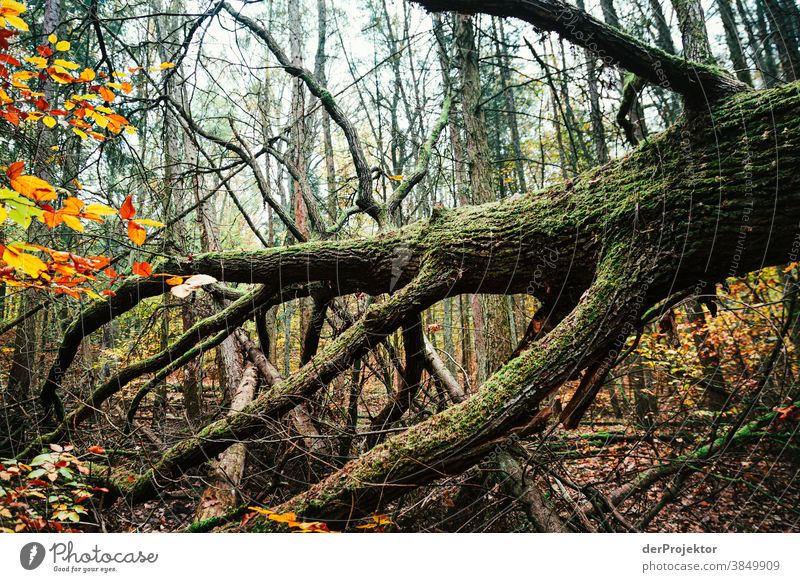 fallen tree in Tegeler Forst Landscape Trip Nature Environment Hiking Sightseeing Plant Autumn Beautiful weather Tree Forest Acceptance Trust Belief