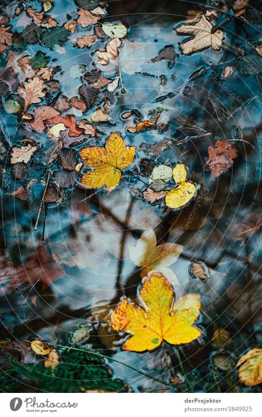 Leaves in the lake in Brandenburg Landscape Trip Nature Environment Hiking Sightseeing Plant Autumn Beautiful weather Tree Forest Acceptance Trust Belief