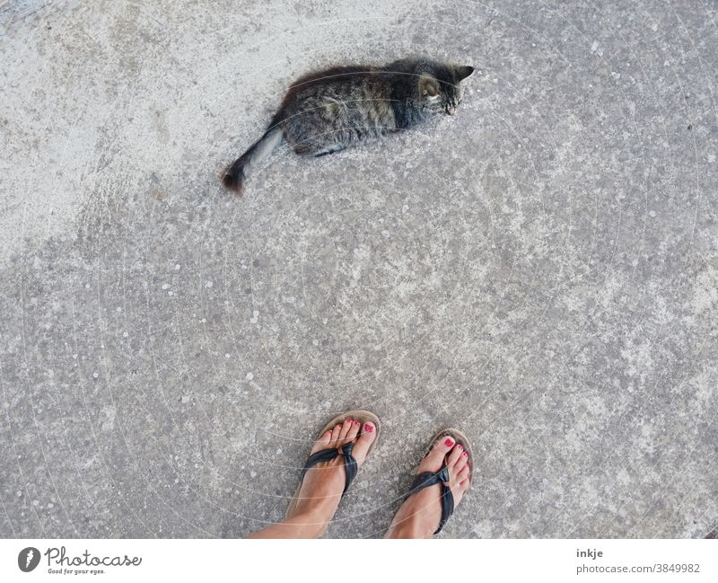 Street cat and woman feet in sandals from above Colour photo Bird's-eye view Asphalt Women's Feet Lie Stand Observe proximity Approach Exterior shot Copy Space