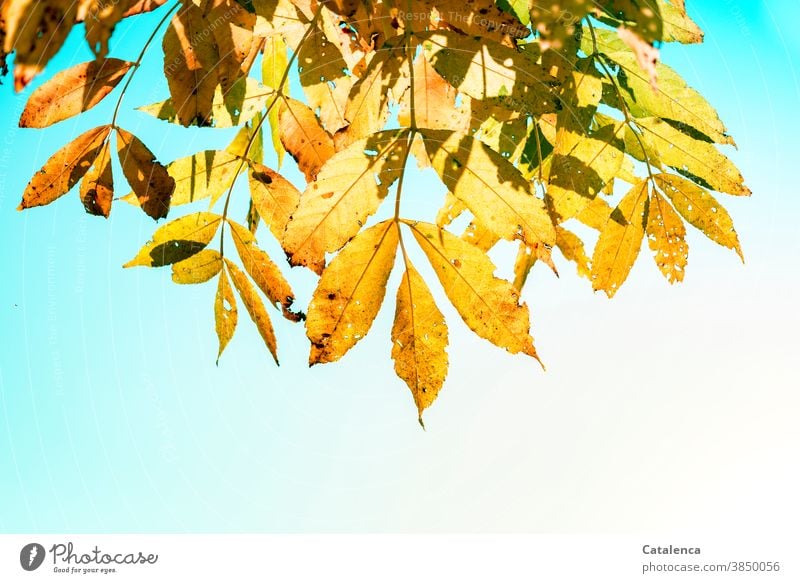 The yellow leaves of the black ash in autumn Nature flora Plant Tree Black Ash Twig olive plant Fraxinus nigra Autumn Sky Beautiful weather Garden Yellow Green