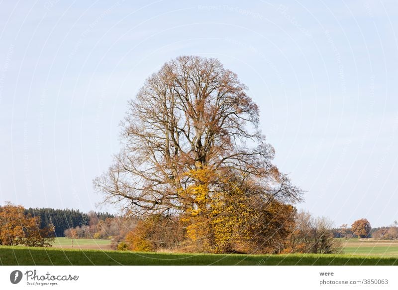 tree in autumn coloring on a meadow Autumn autumn forest autumn leaves branches colorful copy space landscape nature nobody scenery scenic trees