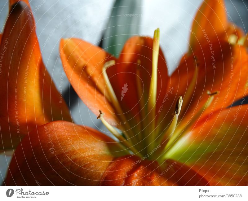 Flower of the Clivie (strap leaf) Blossom Pistil Blossom leave Orange Light and shadow Houseplant Floristry Interior shot Macro (Extreme close-up)