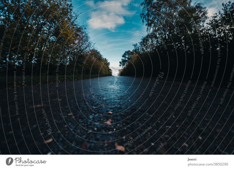 An autumnally wet road - right and left the roadside with trees and bushes - in front the bright blue sky with some white clouds Street off Sky Clouds Blue