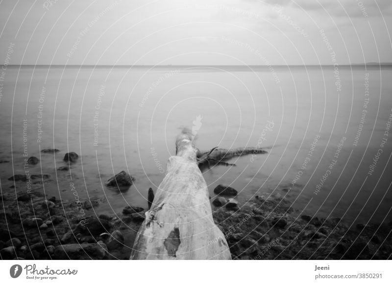 A fallen tree trunk in the sea - foggy veil lies over the water Ocean Baltic Sea coast Tree stones Tree trunk Water Beach Fog Rock Brodtener Ufer Mysterious