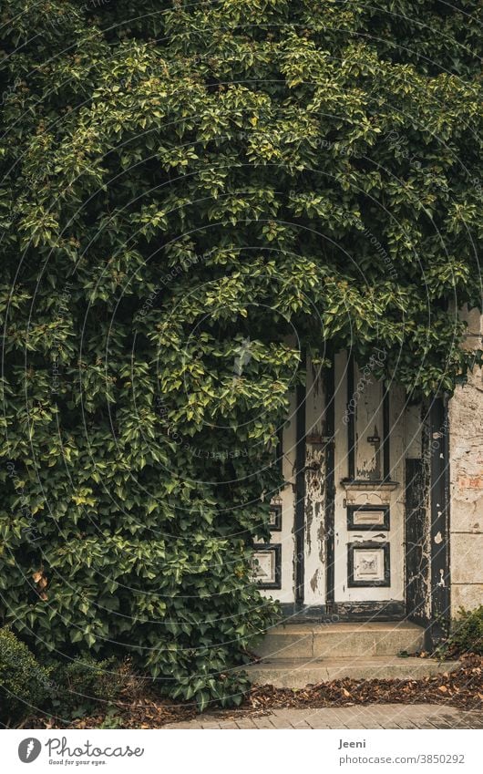 Old wooden door ingrown with ivy - in front of it leaves on the stairs - everything completely abandoned and desolate - but still somehow magical Ivy