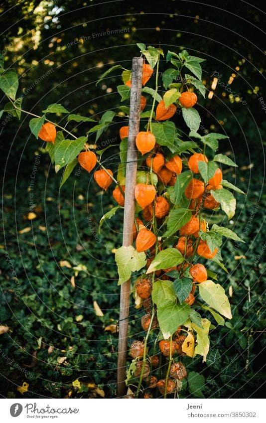 Autumnal orange shining lampion flower Chinese lantern flower Garden Orange Plant Physalis Decoration Blossom Flower naturally Botany