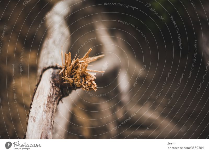 Torn fibres of a broken branch Branch fibers aborted Wood Tree Plant Old Brown Driftwood coast Autumn naturally