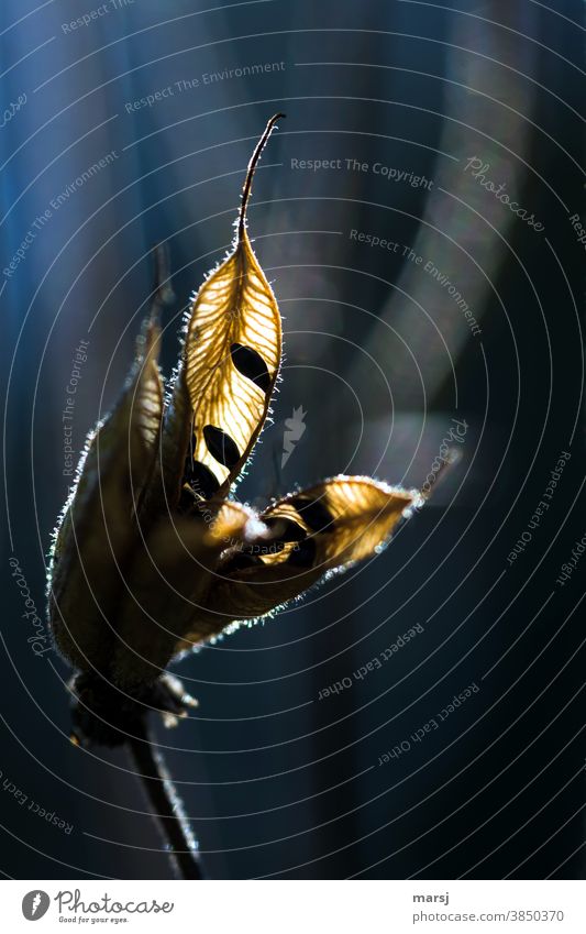 Illuminated seed capsule of columbine Aquilegia seed stand Seed capsule X-rayed Colour photo Shallow depth of field Sunlight Nature Plant Autumn Hairy