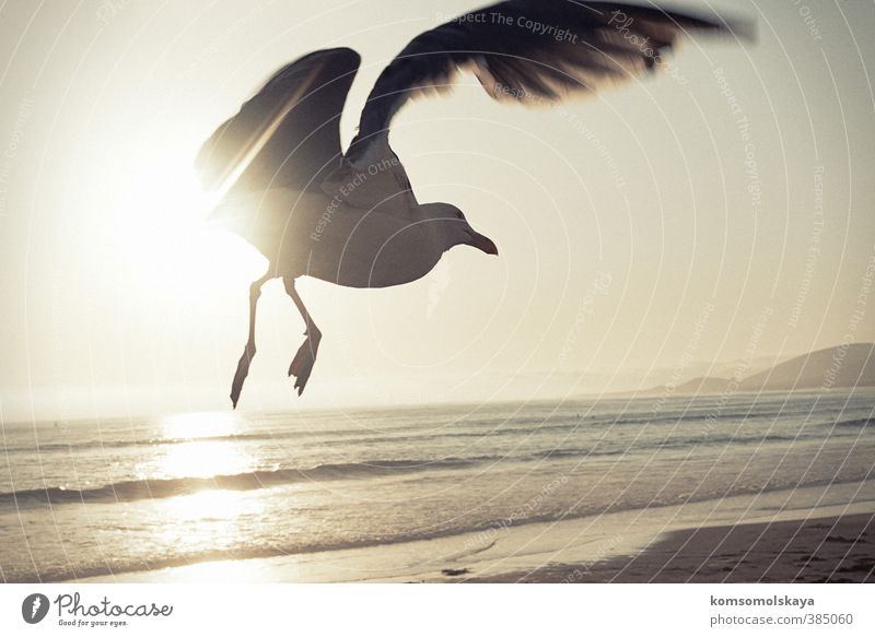 Moewe in California Wing Seagull Freedom Ocean Sun Flying Sky Waves Water Deserted Air Maritime Light Coast Reflection Bird Flight of the birds Sunlight Sunbeam