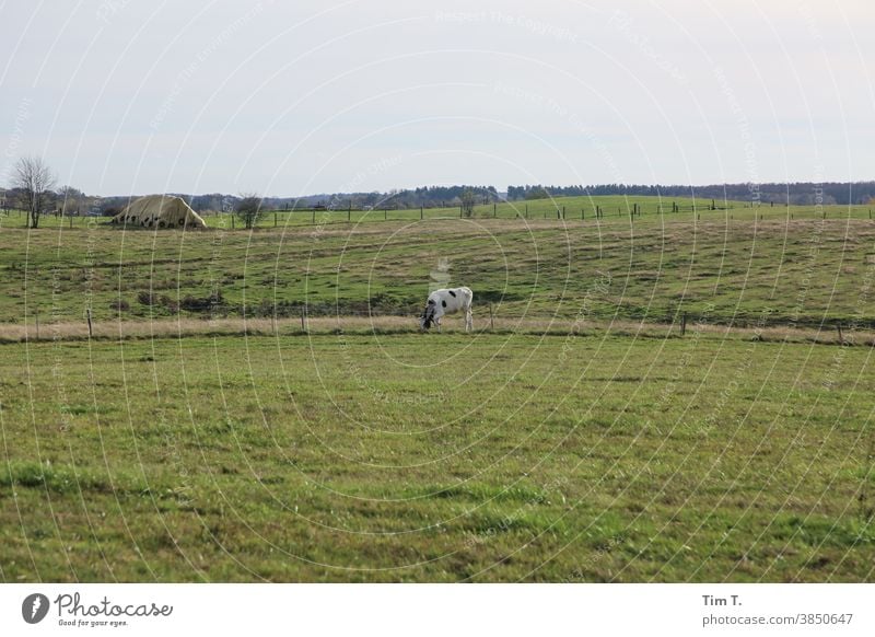 a cow in the meadow poland Poland Cow Meadow Sky Animal Grass Willow tree Green Agriculture Cattle Nature Farm animal Landscape Exterior shot Environment Field