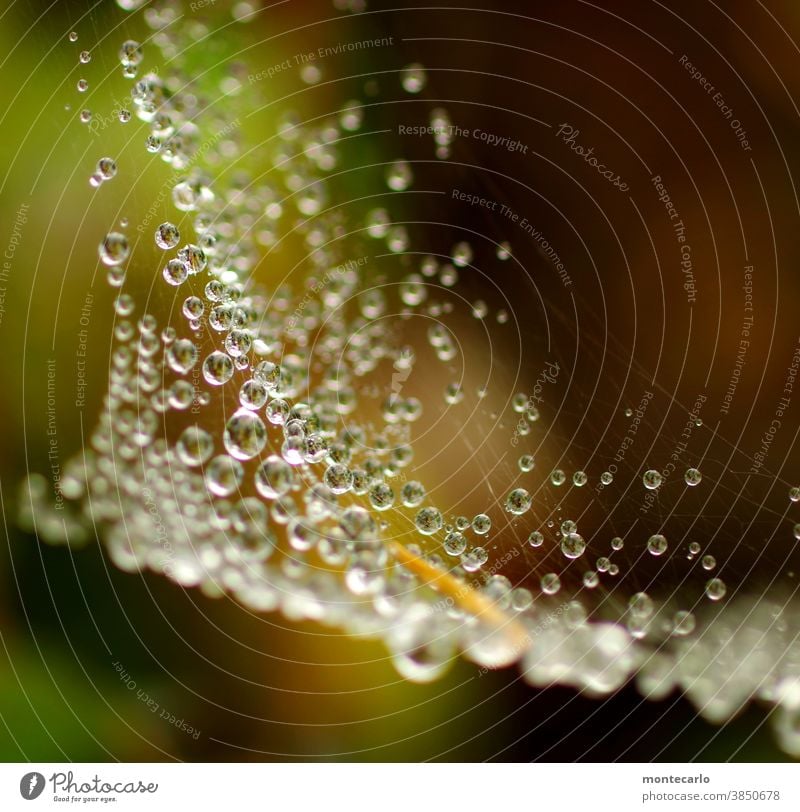 Dewdrops cross-linked Shallow depth of field blurriness Light Day Deserted Macro (Extreme close-up) Detail Multicoloured Close-up Colour photo Green Soft Wet