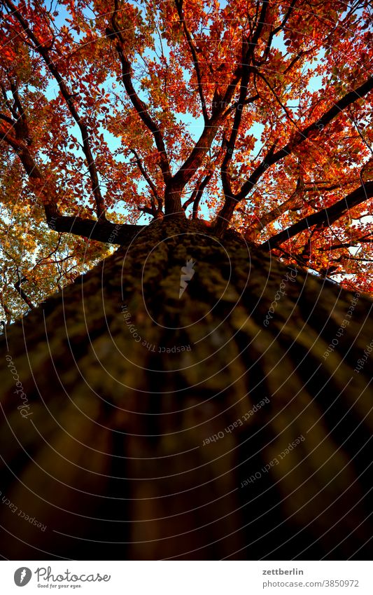 Tree from the frog's eye view Worm's-eye view trunk Tree trunk bark structure texture Branch Twig Leaf Autumn Autumnal colours Autumn leaves Foliage colouring